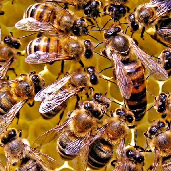 Utilizing refrigerated storage in the spring to increase Varroa control